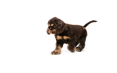 American cocker spaniel puppy running. Cute dark-braun doggy or pet playing on white background....