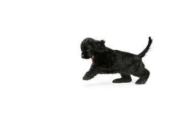 American cocker spaniel puppy posing. Cute dark-black doggy or pet playing on white background. Looks attented and playful. Studio photoshot. Concept of motion, movement, action. Copyspace.