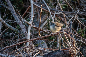 White-browed Scrubwren beside a river