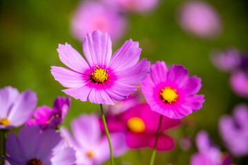 Obraz premium コスモス畑 秋のイメージ