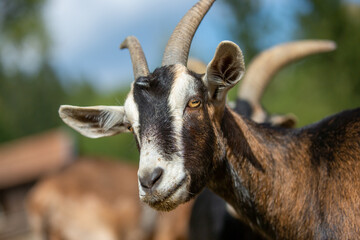 Portrait of a goat at a farm