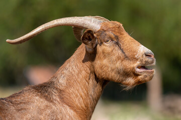 Portrait of a goat at a farm