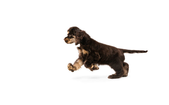 American cocker spaniel puppy running. Cute dark-braun doggy or pet playing on white background. Looks attented and playful. Studio photoshot. Concept of motion, movement, action. Copyspace.