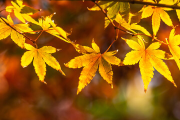 紅葉　秋のイメージ