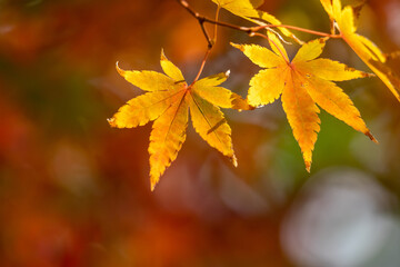 紅葉　秋のイメージ