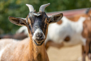 Fototapeta premium Portrait of a goat at a farm