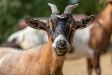Fototapeta premium Portrait of a goat at a farm
