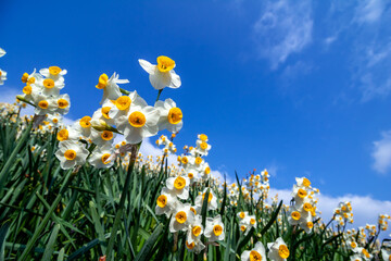 水仙の花　初春イメージ