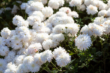 Bright natural rich background from chrysanthemums. Autumn flowers in city garden.  Multicolored flowers and herbs. Screensaver for screens. Minsk, September.