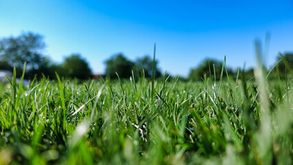 Low angle shot of fresh green grass in the backyard. Summer vacation and holidays concept. Shallow depth of field with focus on the grass.
