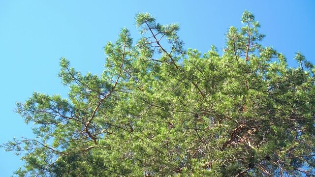 View up or bottom view of pine trees in forest in sunshine. Royalty high-quality free stock video footage looking up in pine forest tree to canopy. Lush green foliage, trees, sunlight upper view.