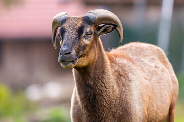 Portrait of a goat at a farm