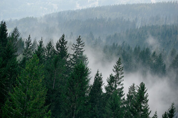 fog in the mountains