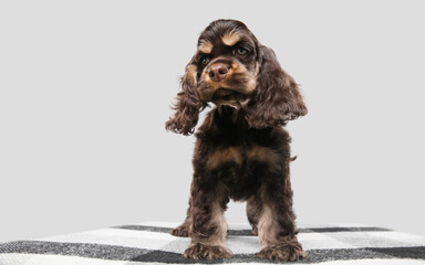American cocker spaniel puppy posing. Cute dark-braun doggy or pet playing on grey background....