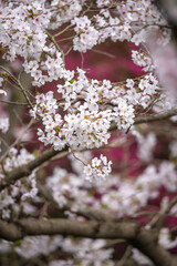 桜の花　春のイメージ