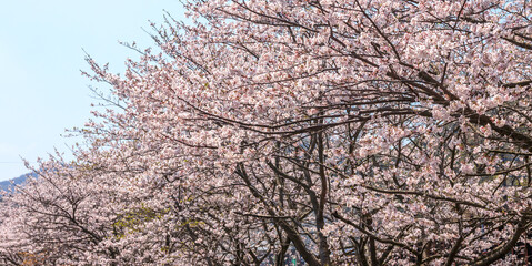 桜の花　春のイメージ