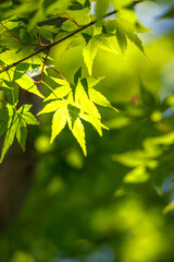 緑のモミジ　初夏のイメージ