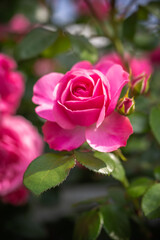 バラの花