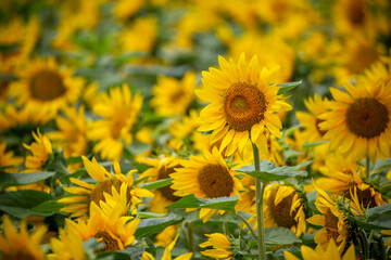 ひまわりの花　夏のイメージ