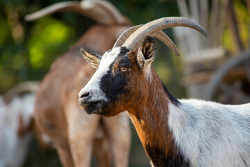 Portrait of a goat at a farm