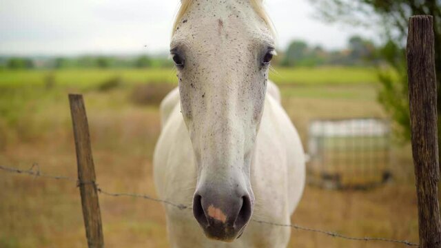 Looking deep in the eyes of a beautiful white horse, intense connection with the animal