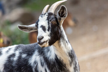 Portrait of a goat at a farm