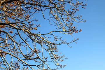 Rare autumn leaves on a tree and bright blue sky. Selective focus.