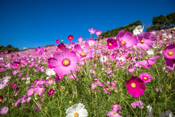 コスモス畑　秋のイメージ