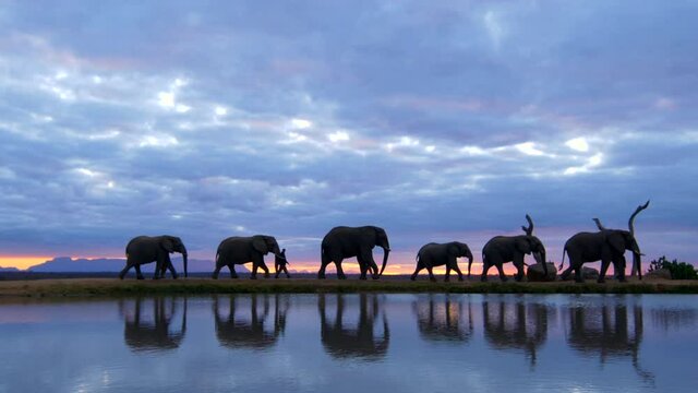 Breathtaking african safari sunset moment of elephant herd guided by human handlers walking across frame with golden sunset reflected in water below in realtime.