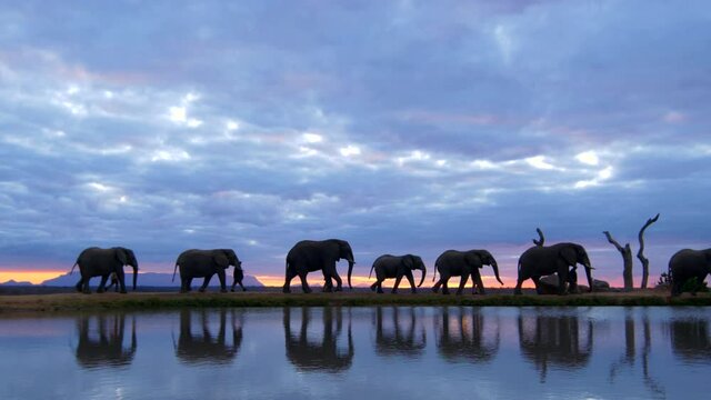 Magical African wilderness experience of herd of elephants walking across frame during sunset with human handlers as part of conservation program, reflecting in water below in slow motion.