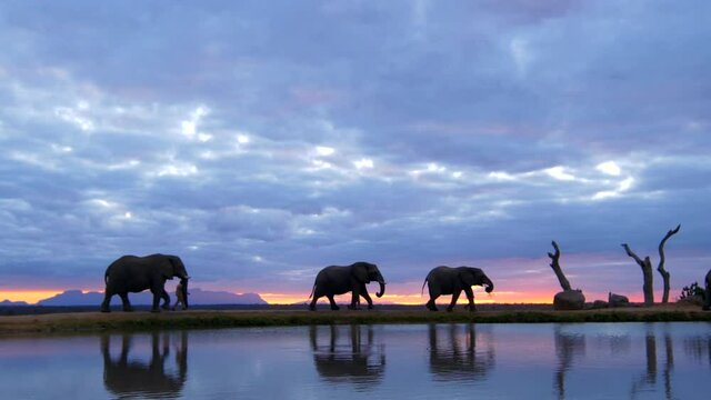 Beautiful African sunset safari moment of elephants and their handlers walking across horizon, with silhouettes reflecting in water below in slow motion.