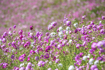 Naklejka premium コスモス畑 秋のイメージ