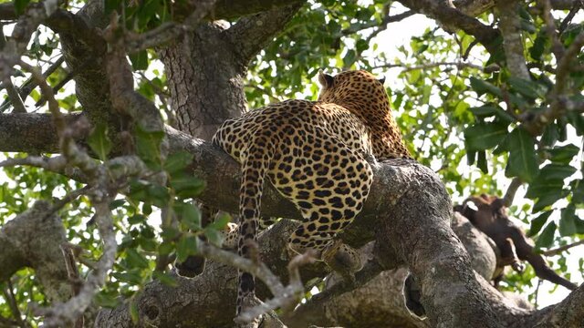 Spotted African leopard rests and pants in a tree after killing and eating a wildebeest the night before. Large predators find ample prey during the great migration in the Kenya.