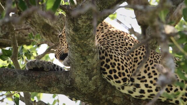 Large male African leopard rests and pants in a tree after killing and eating a wildebeest the night before. Large predators find ample prey during the great migration in the Kenya.