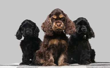 American cocker spaniel puppies posing. Cute dark-black doggies or pets playing on grey background....