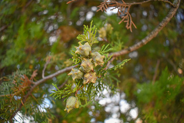 galbule di cipresso appese al ramo verde