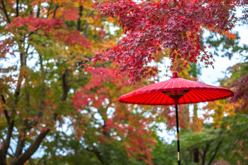 紅葉　秋のイメージ