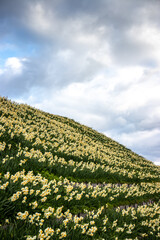 水仙の花　初春イメージ