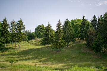 Rural landscape in small village with tall pine trees and green hiking path. 