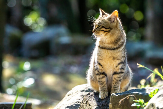 のら猫 の画像 23 573 件の Stock 写真 ベクターおよびビデオ Adobe Stock