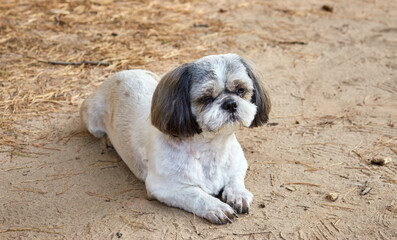 The dog Shih Tzu lies on the road