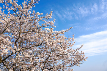 桜の花　春のイメージ