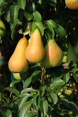 Pear fruits in agriculture, cultivation and summer production