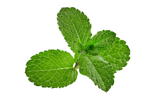Green mint isolated on white background. Close up, copy space, top view