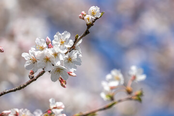 桜の花　春のイメージ