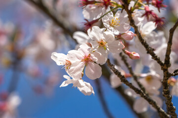 ハーバリウム　生活の癒やし