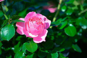 バラの花　屋外撮影