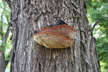 Large mushroom on the tree trunk