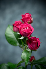 バラの花　スタジオ撮影