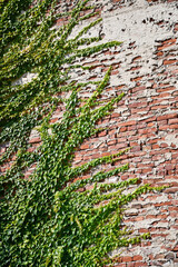 Climbing plants on the wall of an old building